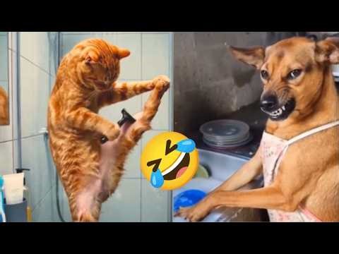 Funniest Animals of the Year! Try Not To Laugh Challenge Level 52