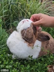 46K views · 4.2K reactions | The Fini-wolf howls for her head-pats again. Ahwooooo! #FiniFriday | OBDsity - Bunnies in a Bun dance | Facebook