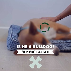 540K views · 988 reactions | SURPRISING DNA reveal of a rescued dog 溺 | Dogumentary TV | Facebook