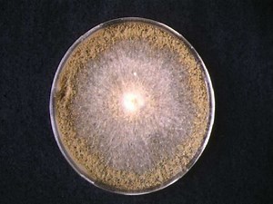 Chaetomium globosum - Alchetron, The Free Social Encyclopedia