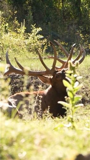 Throwback to Greg's Largest Bull with a Bow!