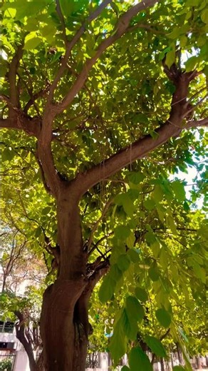 #summer #tree #shade #youtubeshorts #takecare #hydrateyourbody #summerhealth #heatwave #temperature