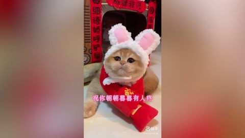 Cute Kitten Standing on Hind Legs in the Kitchen