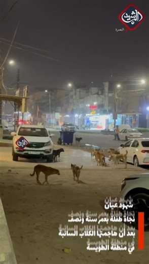 63K views · 449 reactions | شهود عيان نجاة طفلة بعمر سنة ونصف بعد أن هاجمتها الكلاب السائبة في منطقة الطويسة قرب السوق القديم | Al Rasheed FM basra راديو الرشيد البصرة | Facebook