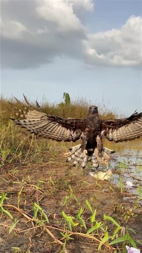 Amazing speed Eagle hunting bird of prey