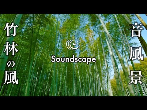 【風の音・竹林・自然音】竹林を抜ける風の音 ／ 睡眠・運気・金運