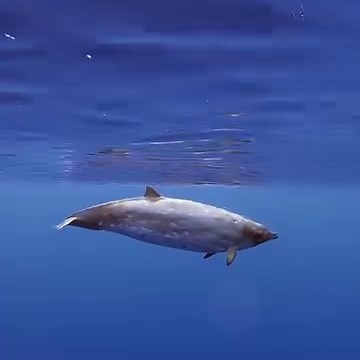270K views · 2.5K reactions | : Elizabeth Sides // Beaked whales...