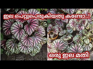 Begonia Leaf Propagation | Rex Begonia |