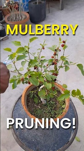 Mulberry Pruning In 12.75 SECONDS! #mulberrytree #pruning