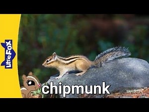 meet the animals 80: chipmunk
