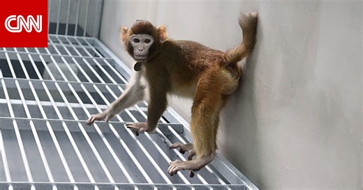 أنواع جديدة من القردة تسلط الضوء على حدود الاستنساخ