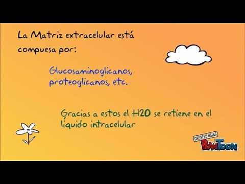 Matriz extracelular (MEC)
