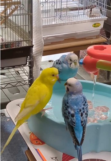 Bath#bird #birds #birdlife #birdsofprey #birdslove #birdphotography #fpy_tiktok_viral #fpy #fouryou #fouryourpage