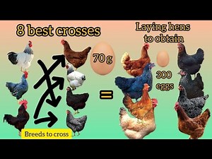 "The 8 best crosses of laying hen breeds to obtain 8 types of sex-linked laying hens."