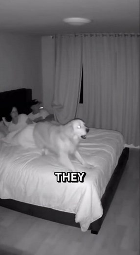 Dog Senses Something in Pitch Black... Then CCTV Camera Goes Dark 😰#dog #mystery #paranormal
