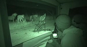 Night Vision Footage Captures Terrifying Lion Encounter! | Damian Francis