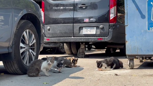 Willets Point Development will doom nearly 100 cats in grimy ‘Shea Stadium strays’ colony: ‘Nowhere to go but to their death’