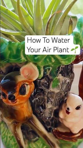 Peaceful Air Plant Care #plants #houseplants #slowliving #plantcare #tillandsia