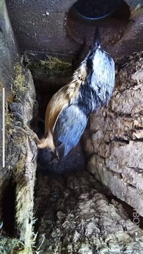 The clarity on this nest box is amazing! The nuthatch has been visiting this @nestboxlive box a lot recently. It’s a good place to shelter on rainy days and it’s roosting in there too! The cam is protected by a Perspex plate and I think it can see its reflection! Would be great to have them nest here but blue and great tits are also looking in! You can find out more about this set-up on the collaborations part of my website. 😀❤️ | WildlifeKate