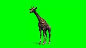 Giraffe looks around - green screen