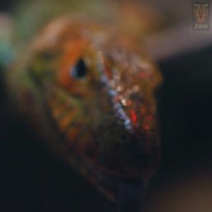 5.2K views · 280 reactions | National Zookeeper Week kicks off today!...