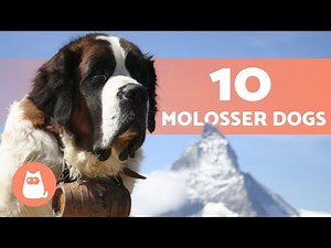10 MOLOSSER DOG BREEDS 🔥 (+ Fun Facts)