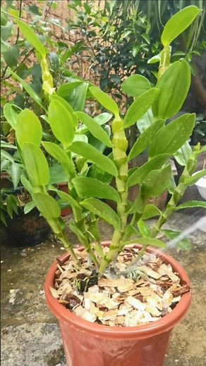 How to repotting dendrobium plants with best simple technique methods #orchid 🌱