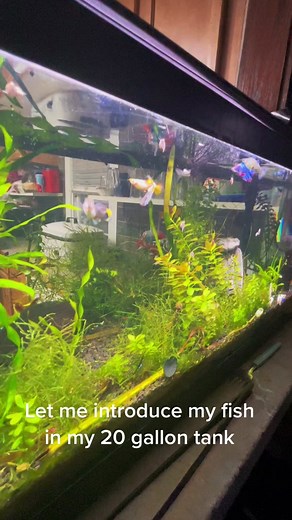 Exploring Life in a 20 Gallon Planted Aquarium