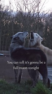 Wolves howl as night falls before the full moon
