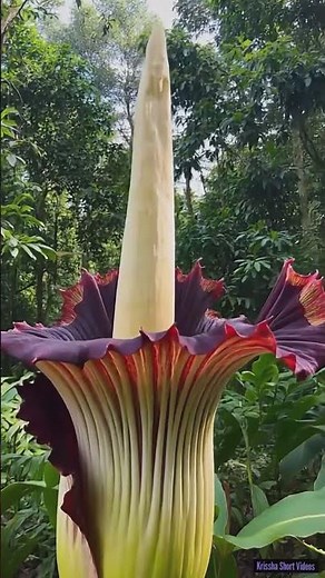 The Giant Corpse Flower Blooms! | Amorphophallus Titanum in the Wild #shortvideos #youtubevideo