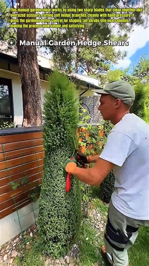 Satisfying Hedge Shaping With Manual Garden Shears #Gardening #HedgeTrim #USA