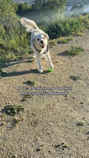 Why do I even buy my dog toys?