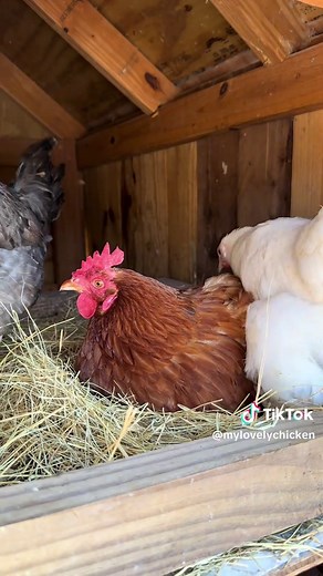 Charming Hen Singing Egg Song in Cozy Nesting Spot