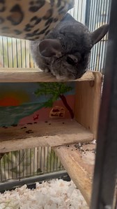 Welcome to "Chico", a gorgeous sweet senior male Chinchilla 🐭. 🩶 we are looking for a larger chinchilla or ferret cage for him if anybody might have one they're not using and would like to donate. His cage is way too small for him and unfortunately, I don't have anything else right now to put him in. | Palm Beach Parrot & Bird Rescue/Sanctuary Of South Florida