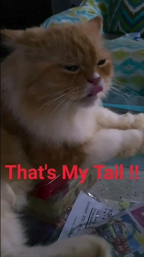 Funny Cute Cat Hisses At Kitten Playing It's Tail. Lol🤣‪@catplay1‬