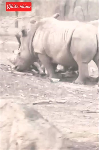 white rhino#animalsounds
