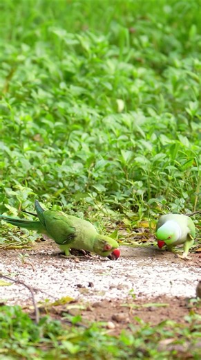 Female ringneck parrot surviving with injury #ringneckparrot