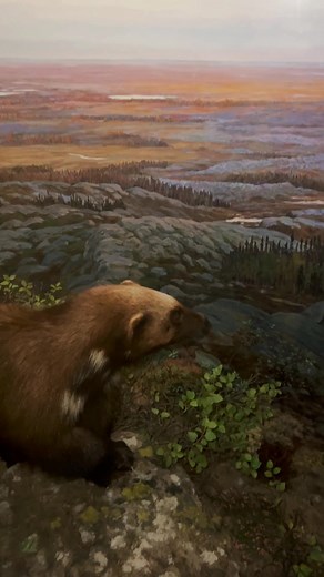 Wolverine Feeding Habits: What Do They Eat?