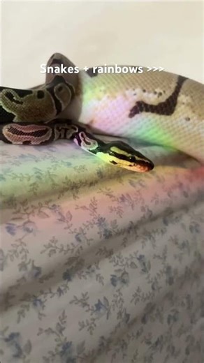 Petra and the girls #snake #cute #animal #trend #trending #fyp #rainbow #pet #funny #lol #shorts