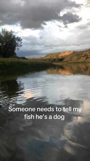 Adorable Golden Retriever Dog Fishing in River | Golden Retriever Life