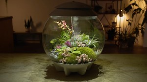 28 reactions | Say goodbye to antiquated terrariums and hello to the biOrb AIR. This fully-automated terrarium replicates natural conditions with perfect lighting and humidity, creating an ideal home for your plants! Learn more about the biOrb AIR range here: https://loom.ly/dZd2avc | biOrb | Facebook