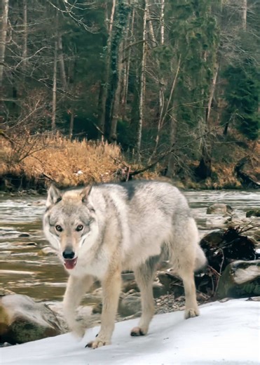 Kojirō, the big wolf of our pack 🐺 #wolf #wolfdog #nature #wilderness #wildlife