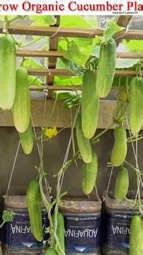 Why Your Cucumbers Fail—And the Secret to Growing Them Naturally!