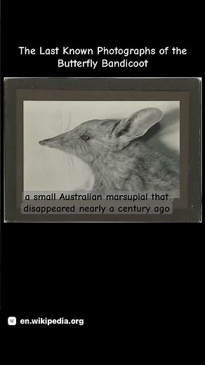 The Last Known Photos of the butterfly bandicoot