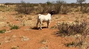 7.9K views · 95 reactions | Boer Goat Ram for Sale – Stud ram - Sold  Lambook Registered • 8 Months Old • Thunder Grandson Looking for a quality ram to upgrade your herd genetics? We have a young ram lamb available — Lambook registered, excellent structure and pedigree. ➡️ He is a grandson of THUNDER (one of the top genetics in the Boer goat industry). ➡️ The mature ram shown in the video is his father. | Kaunas Farming Namibia | Facebook