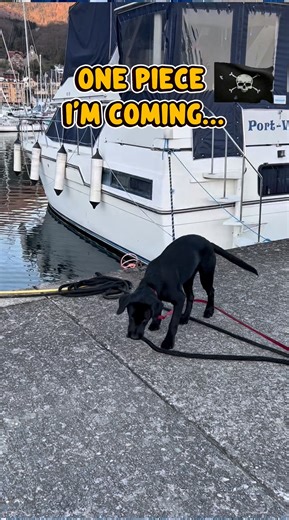 Jasper’s One Piece Quest 🏴‍☠️🐾🐕#puppy#labrador#cutedog#doglife#dogshorts#onepiece