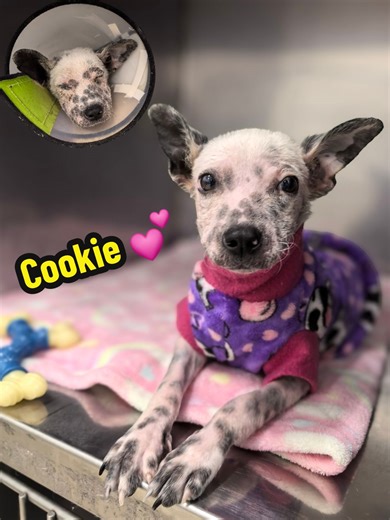 Demodicosis en Cachorros: Causas y Tratamiento