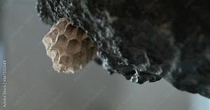 Macro of a wasp nest embedded into a volcanic rock Stock Video