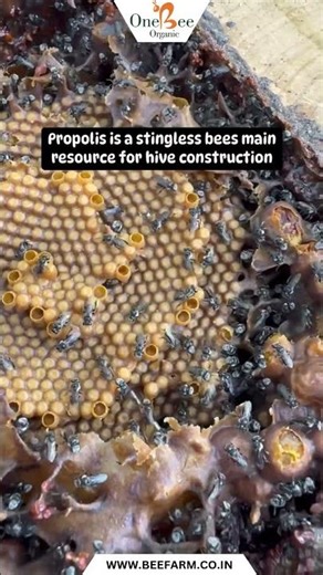 How Raw Propolis Actually Is??
