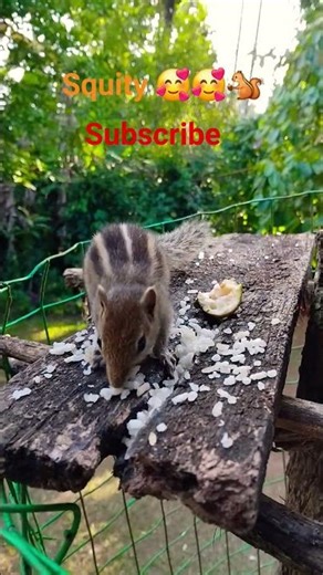 Baby squiny is hungry 🥰🥰🐿️ #love #squirrel #cute #shorts #subscribe